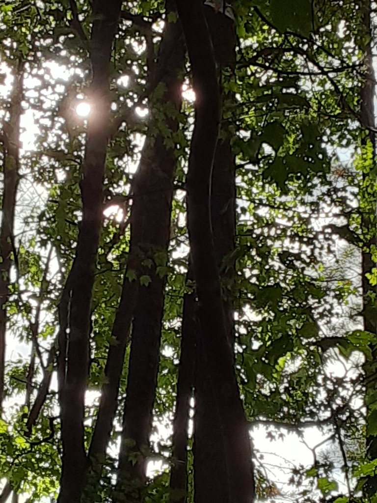 Photo of tall tree trunks surrounded by green leaves